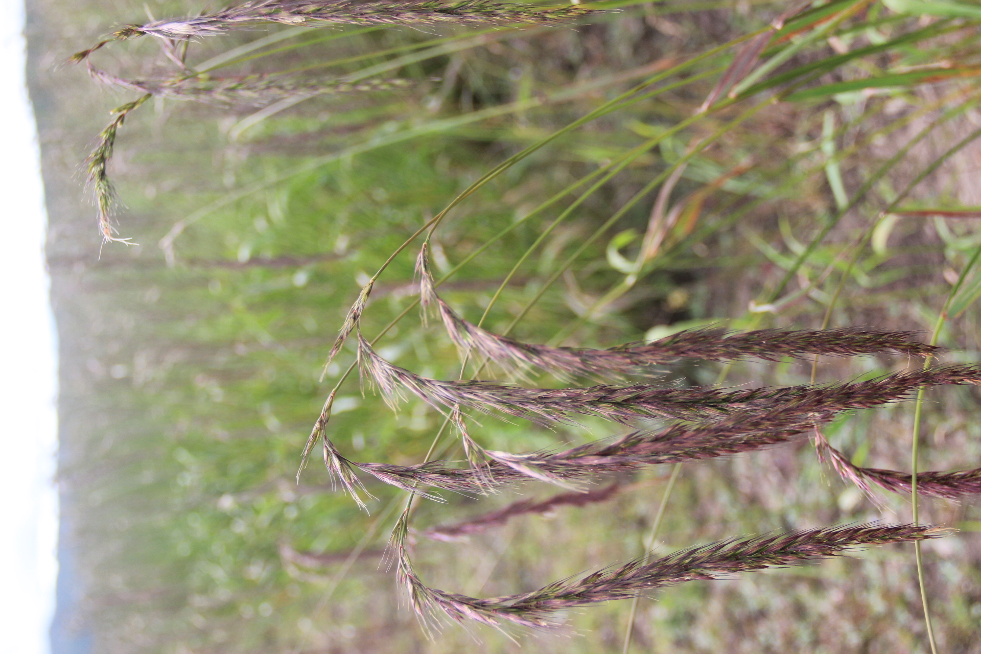 Elymus nutans